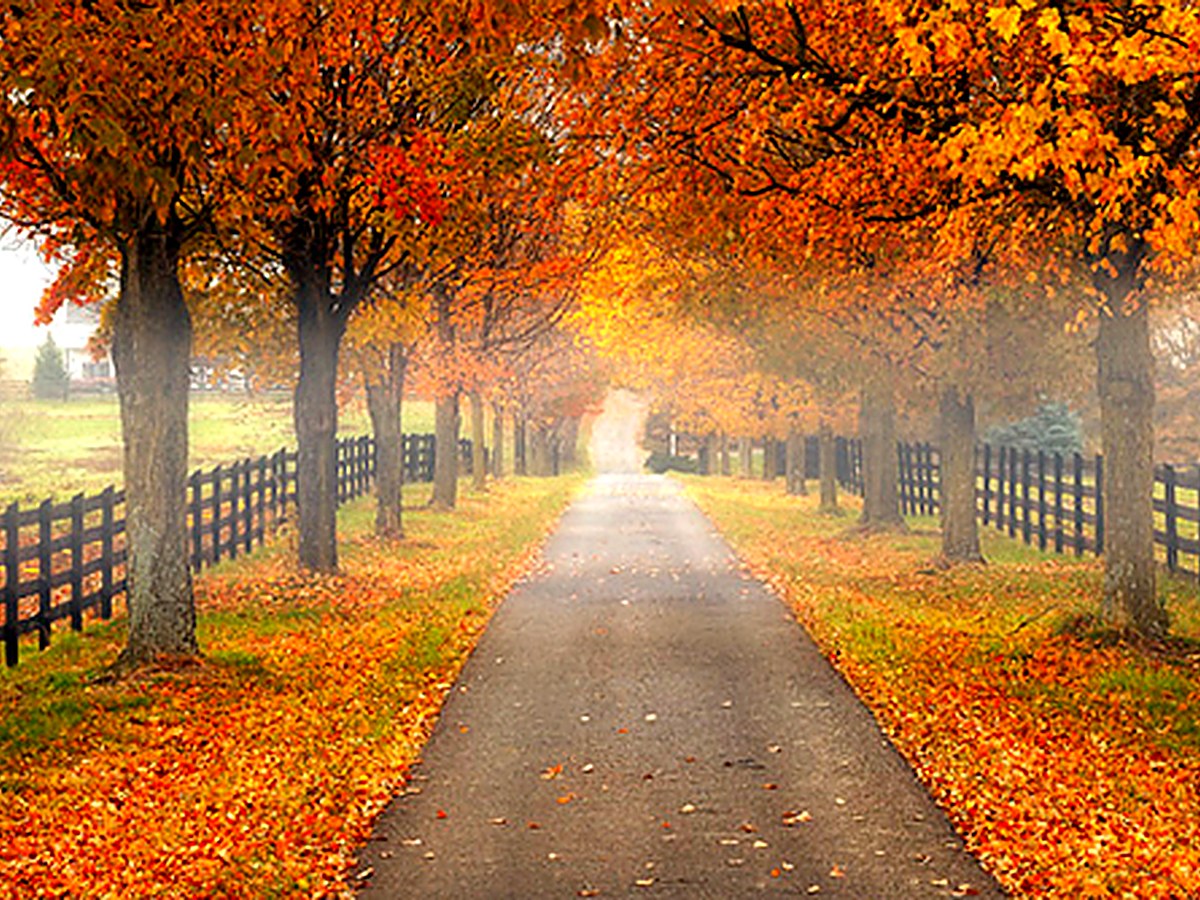 A tree-lined country lane in the Shenandoah Valley